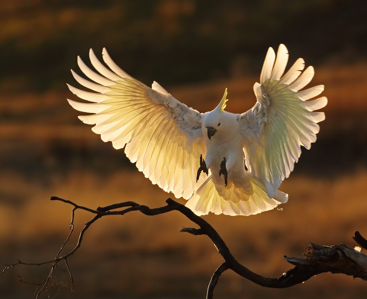 Sulphur-crested Cockatoo (Image ID 36321)