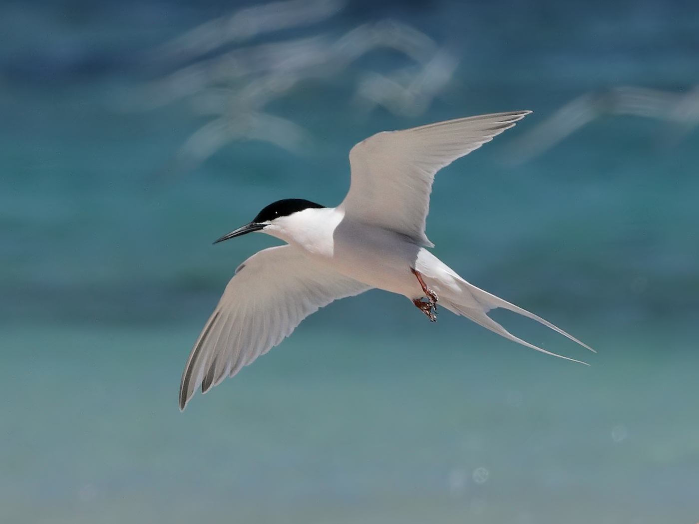 Roseate Tern (Image ID 36420)