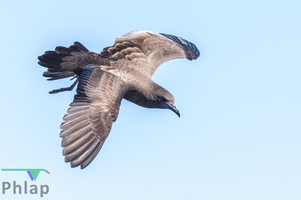 Wedge-tailed Shearwater (Image ID 36258)
