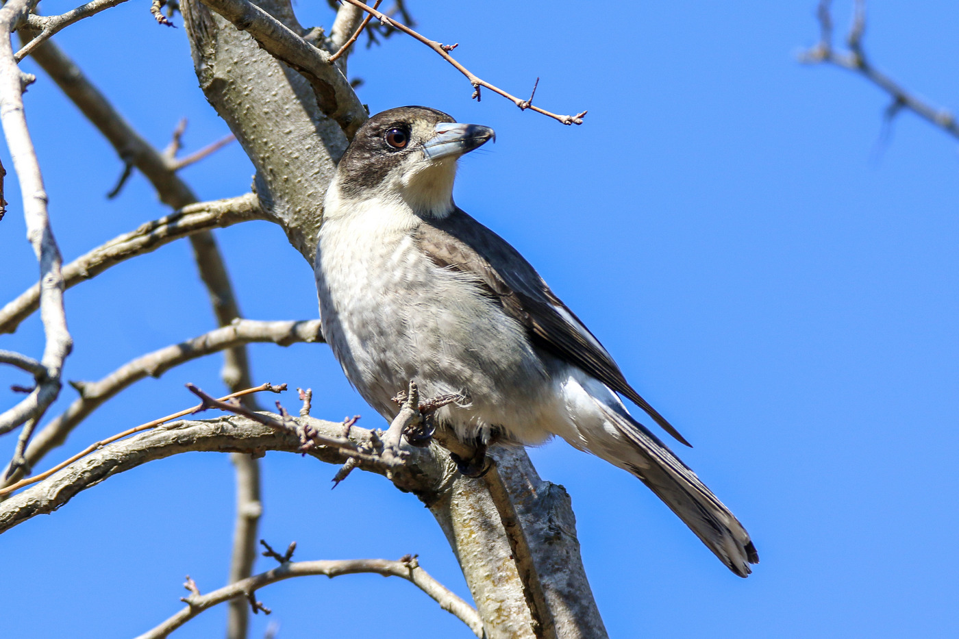 Grey Butcherbird (Image ID 36413)