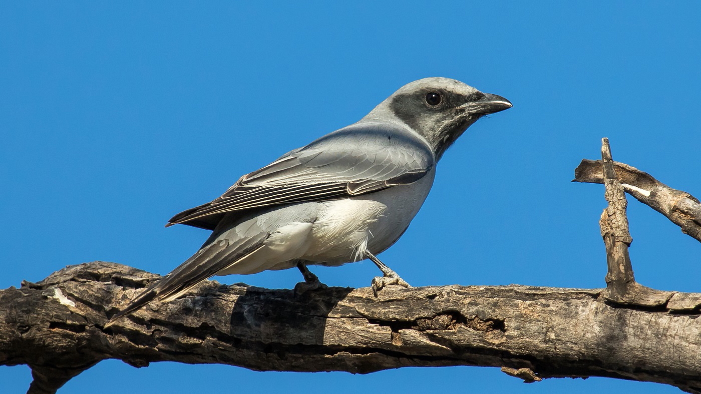 Black-faced Cuckoo-shrike (Image ID 36335)