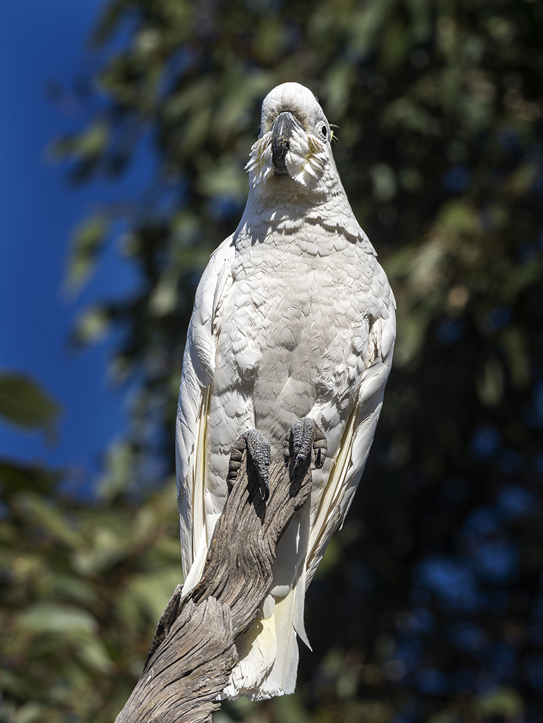 Sulphur-crested Cockatoo (Image ID 36340)