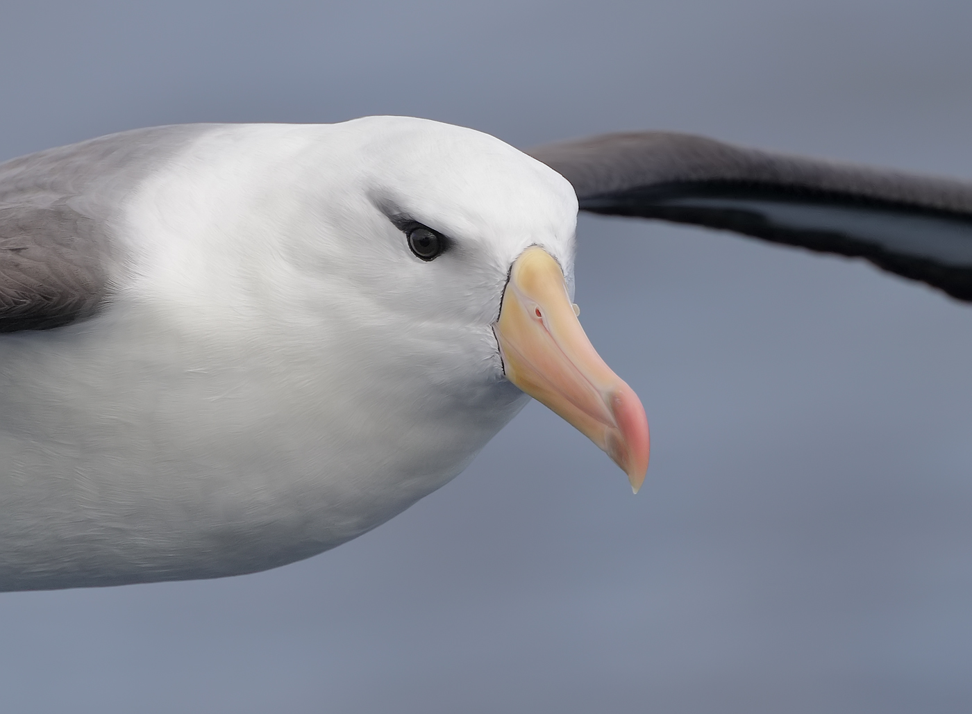 Black-browed Albatross (Image ID 36197)