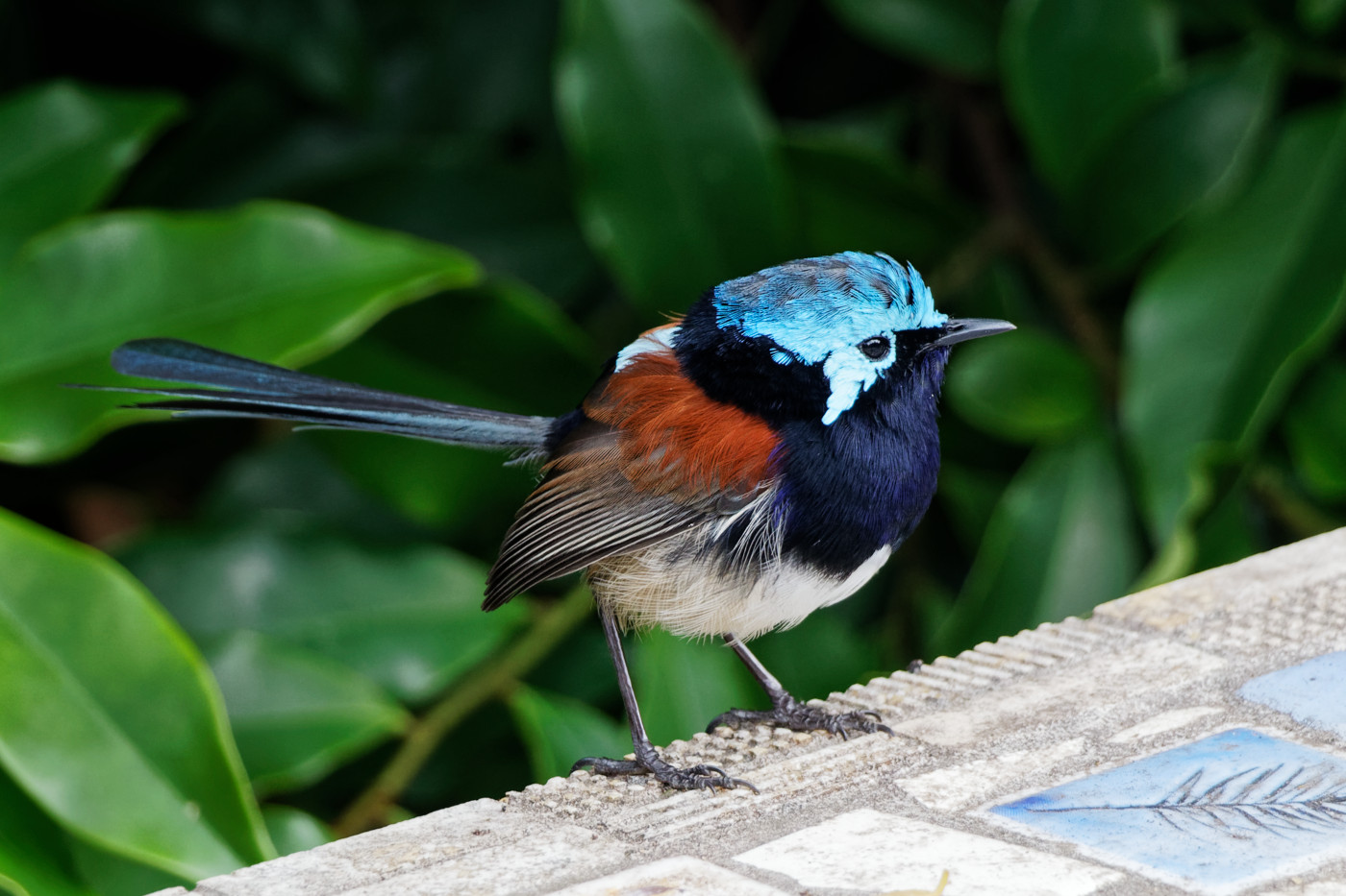 Red-winged Fairy-wren (Image ID 36526)