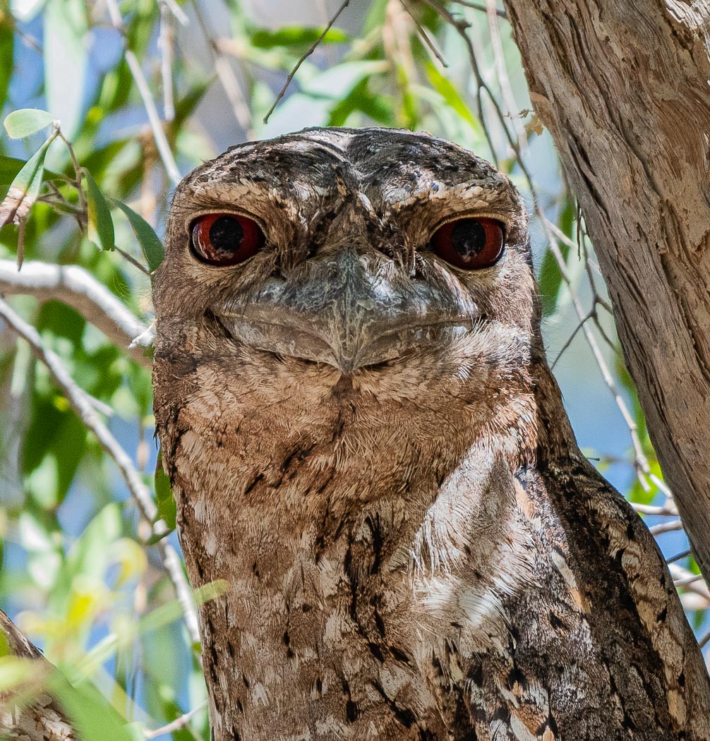Papuan Frogmouth (Image ID 36614)