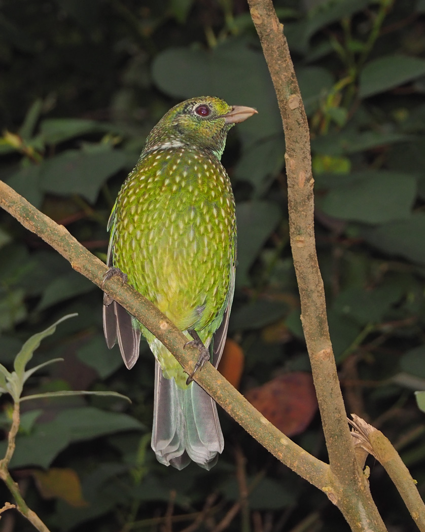 Green Catbird (Image ID 36570)