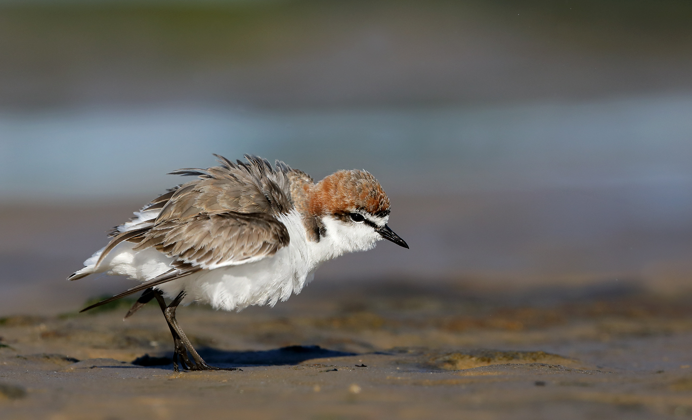 Red-capped Plover (Image ID 36605)