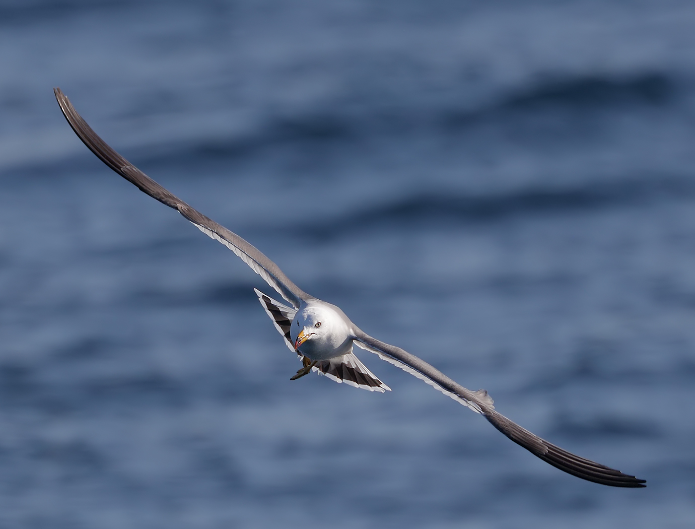 Black-tailed Gull (Image ID 36491)