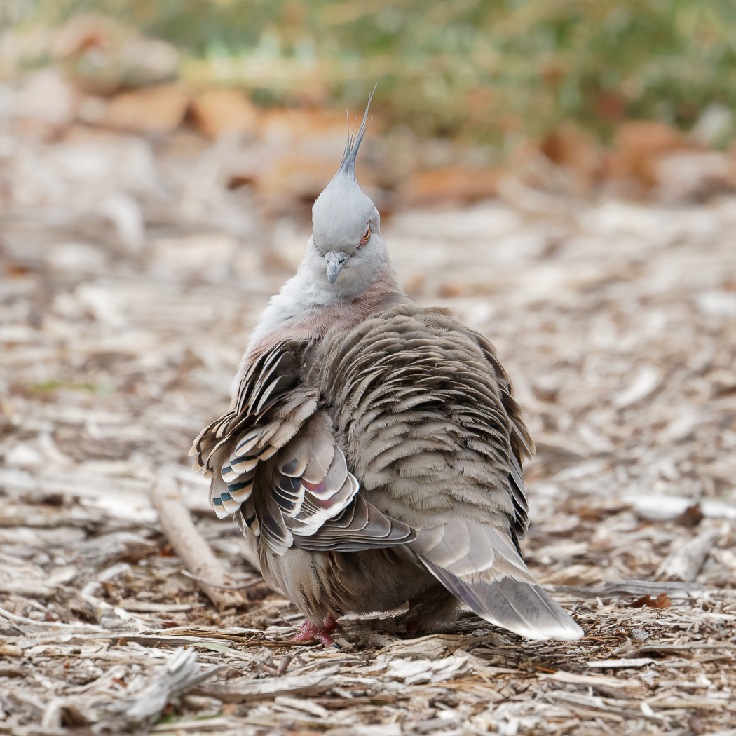 Crested Pigeon (Image ID 36521)