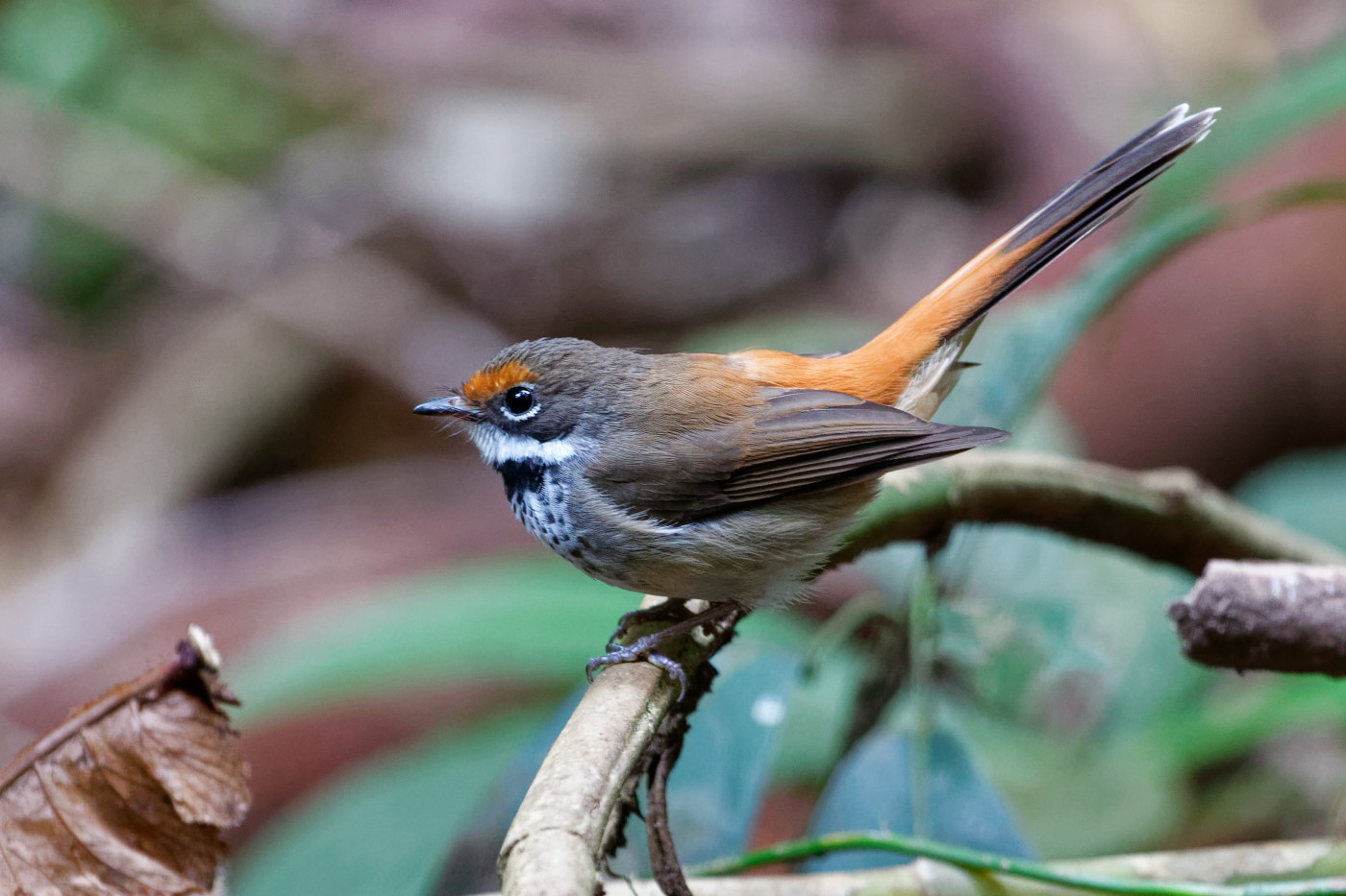 Rufous Fantail (Image ID 36541)
