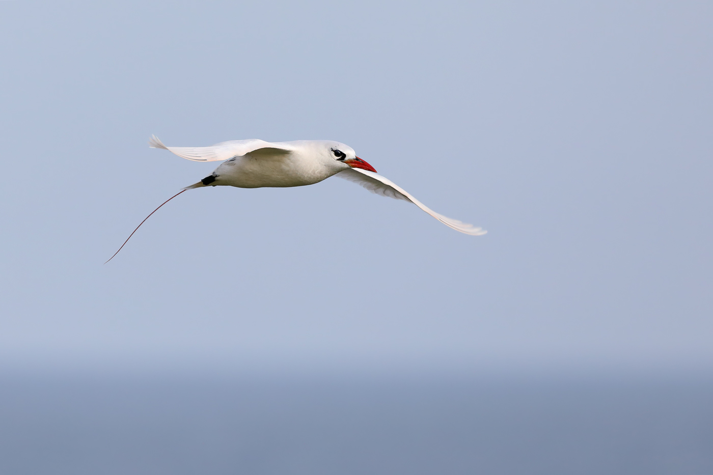 Red-tailed Tropicbird (Image ID 36522)