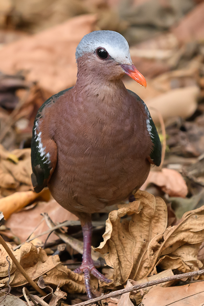 Grey-capped Emerald-Dove (Image ID 36637)