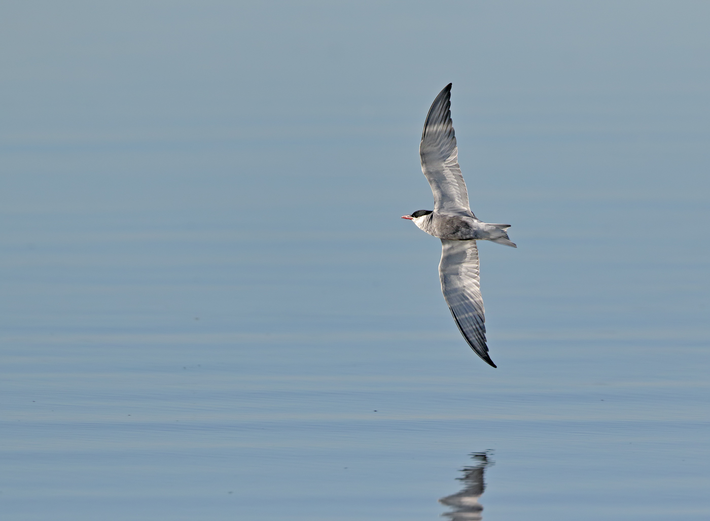Whiskered Tern (Image ID 37009)