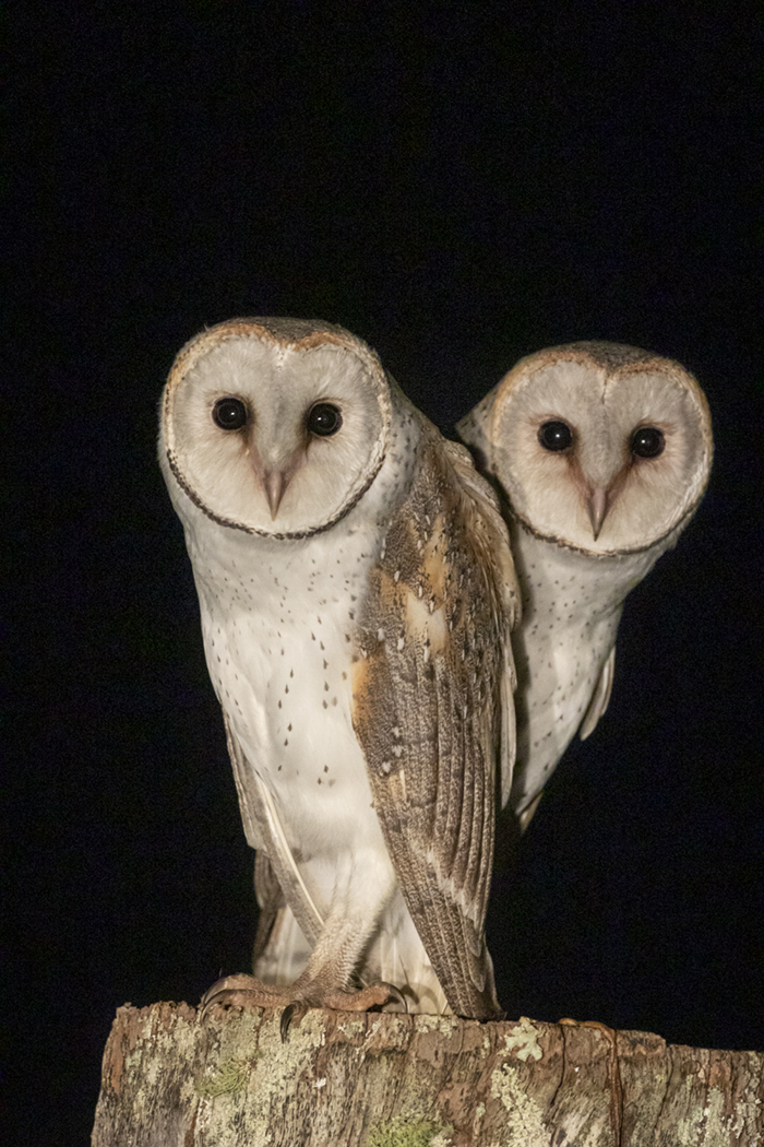 Barn Owl (Image ID 36767)