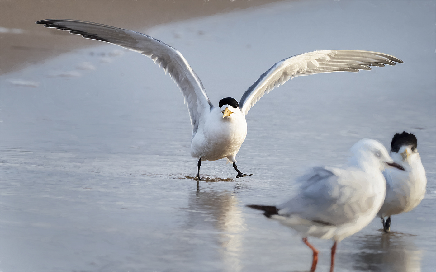 Greater Crested Tern (Image ID 36890)