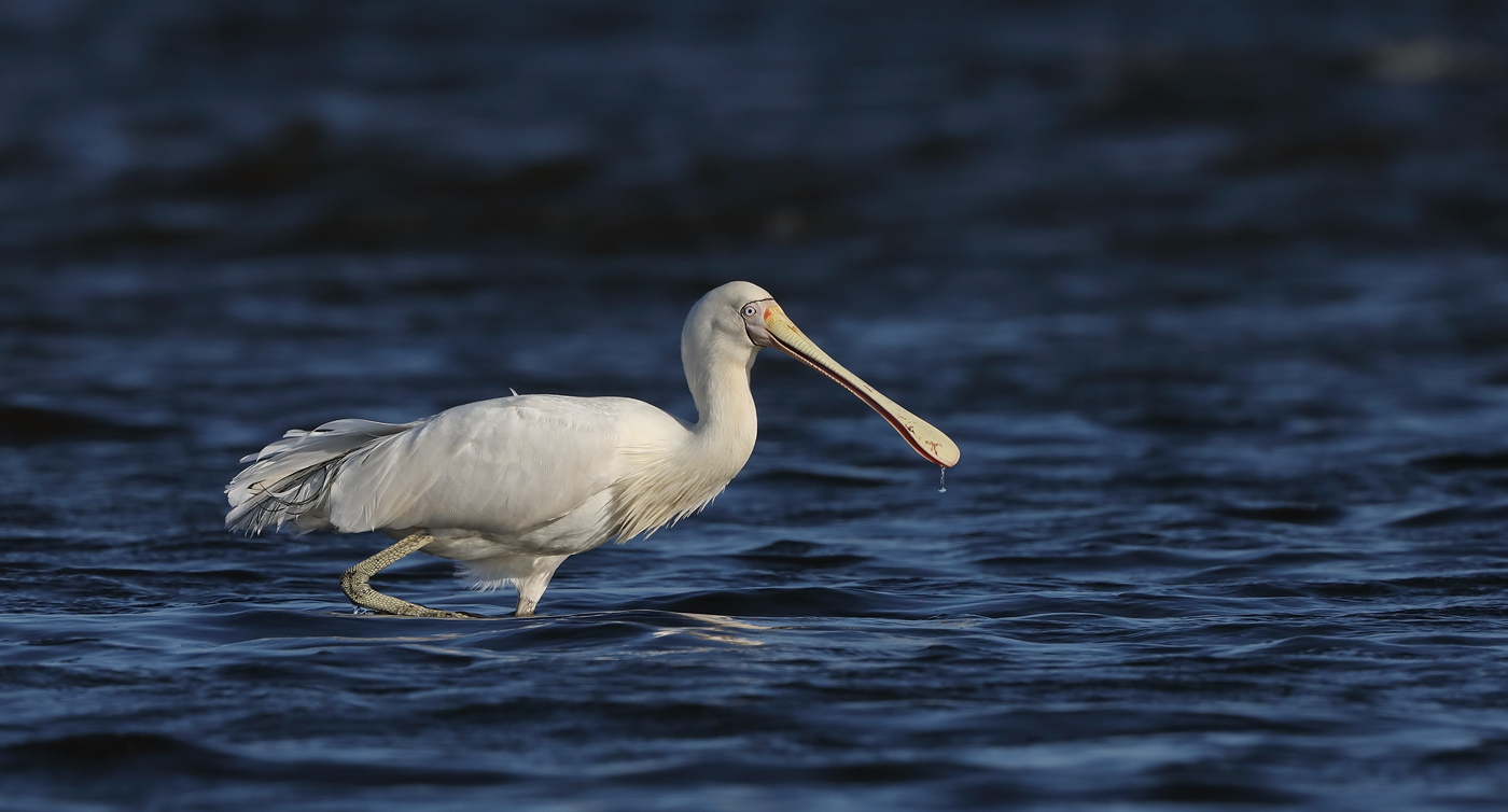 Yellow-billed Spoonbill (Image ID 36700)