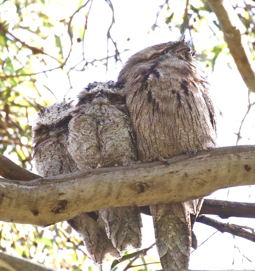 Tawny Frogmouth (Image ID 36993)
