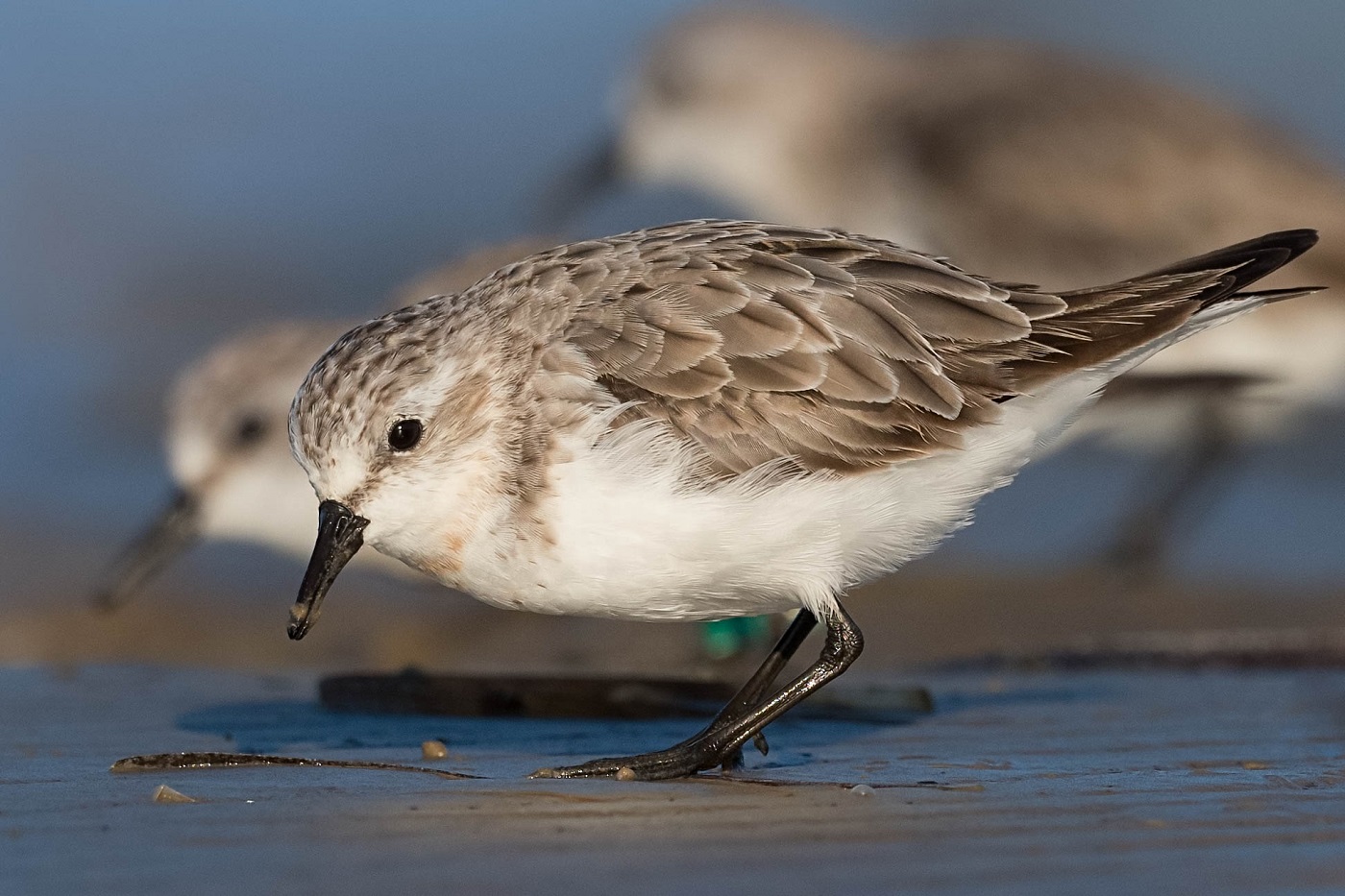 Red-necked Stint (Image ID 36897)