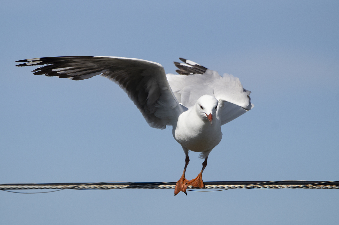 Silver Gull (Image ID 37021)