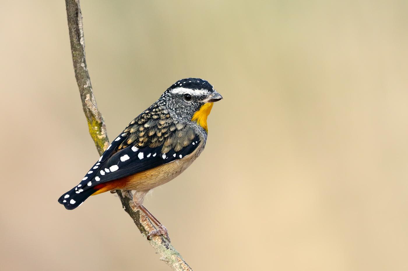 Spotted Pardalote (Image ID 36699)