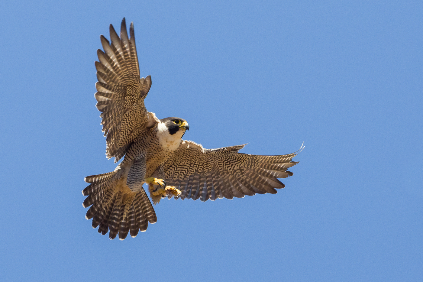 Peregrine Falcon (Image ID 37015)
