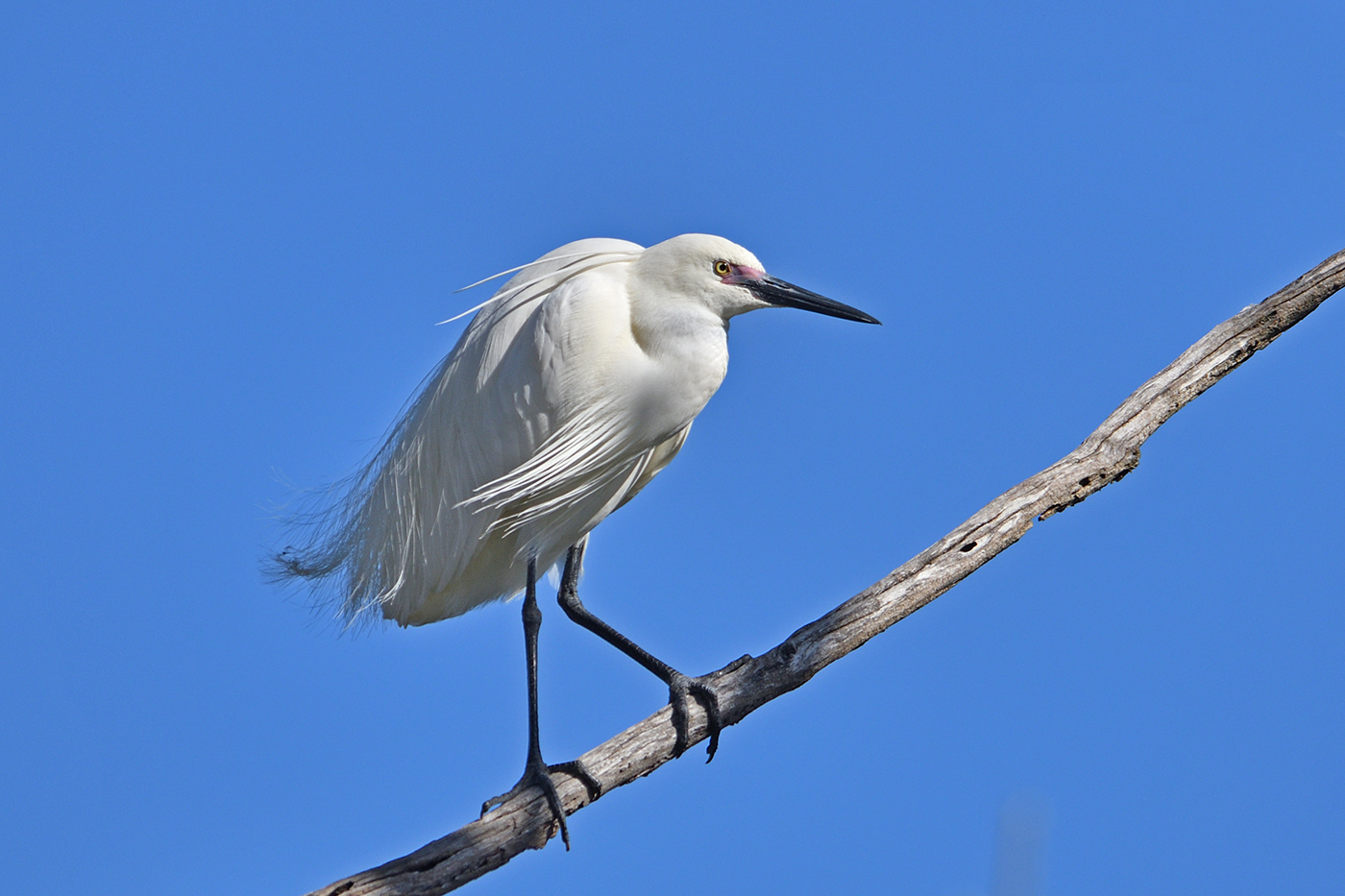 Little Egret (Image ID 36834)
