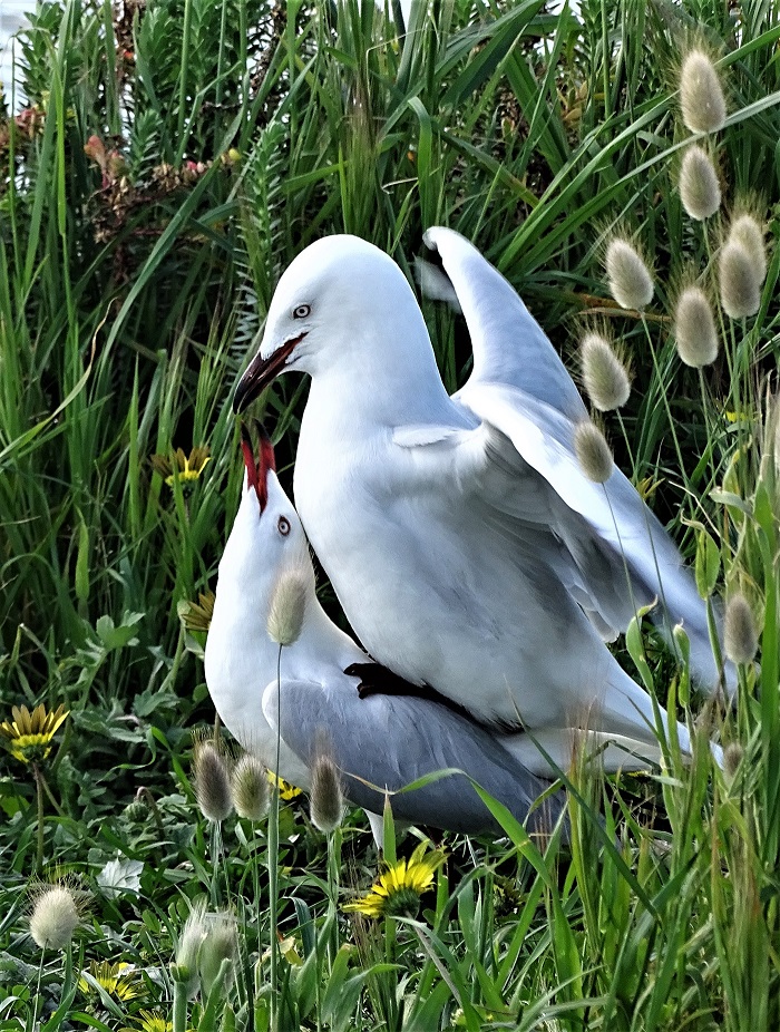 Silver Gull (Image ID 36714)