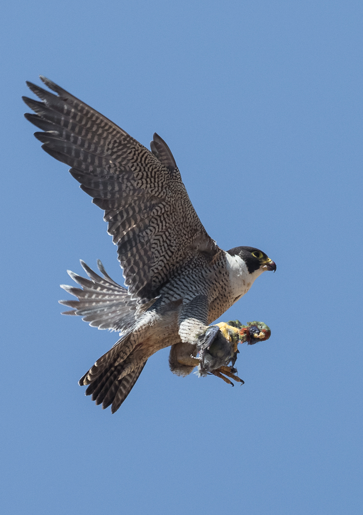 Peregrine Falcon (Image ID 37014)