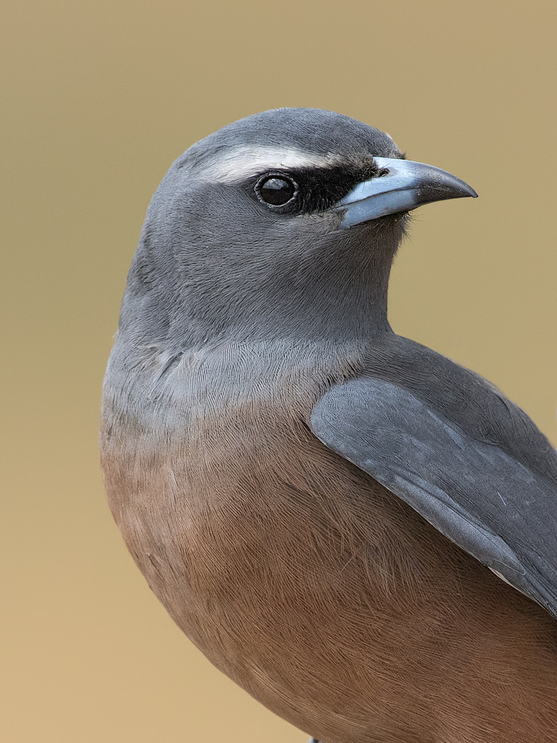 White-browed Woodswallow (Image ID 36753)
