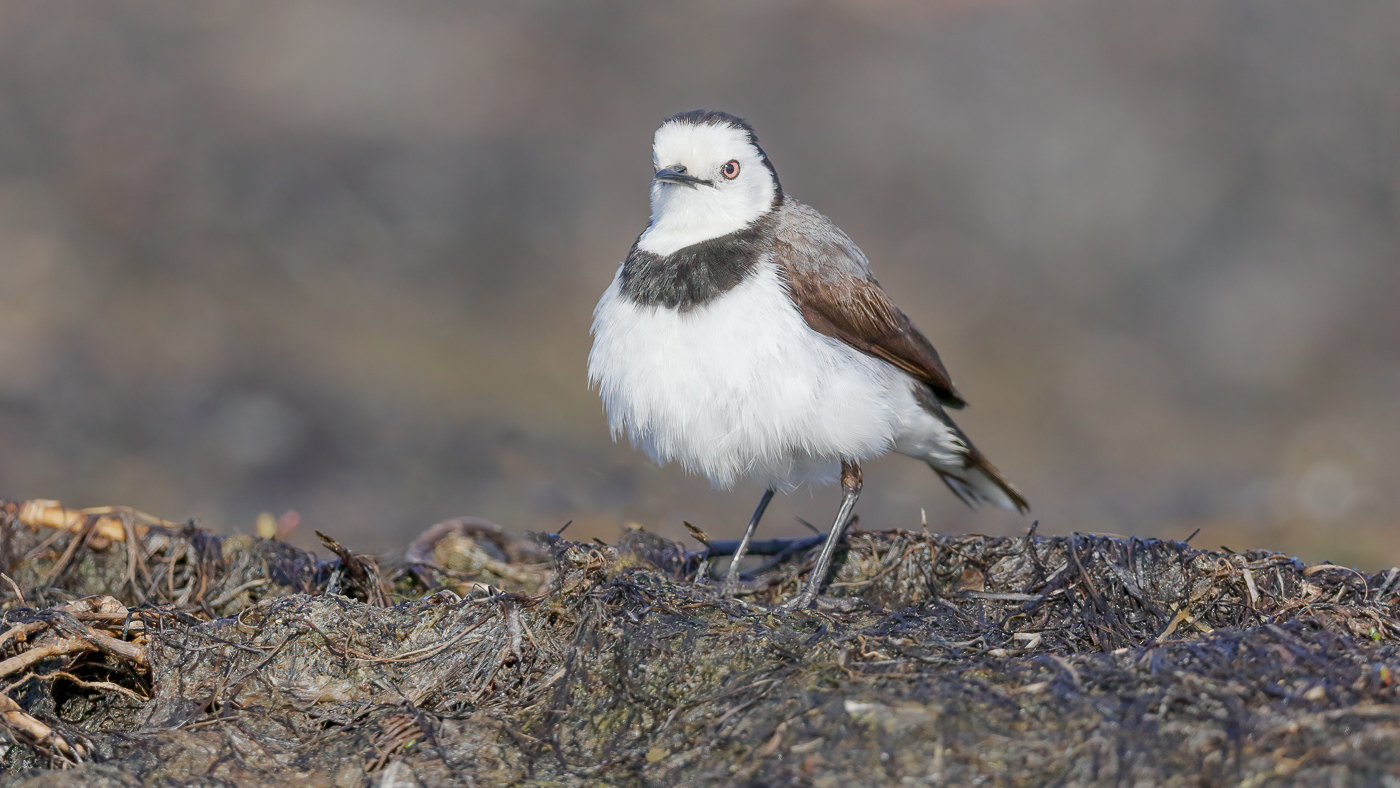 White-fronted Chat (Image ID 36824)