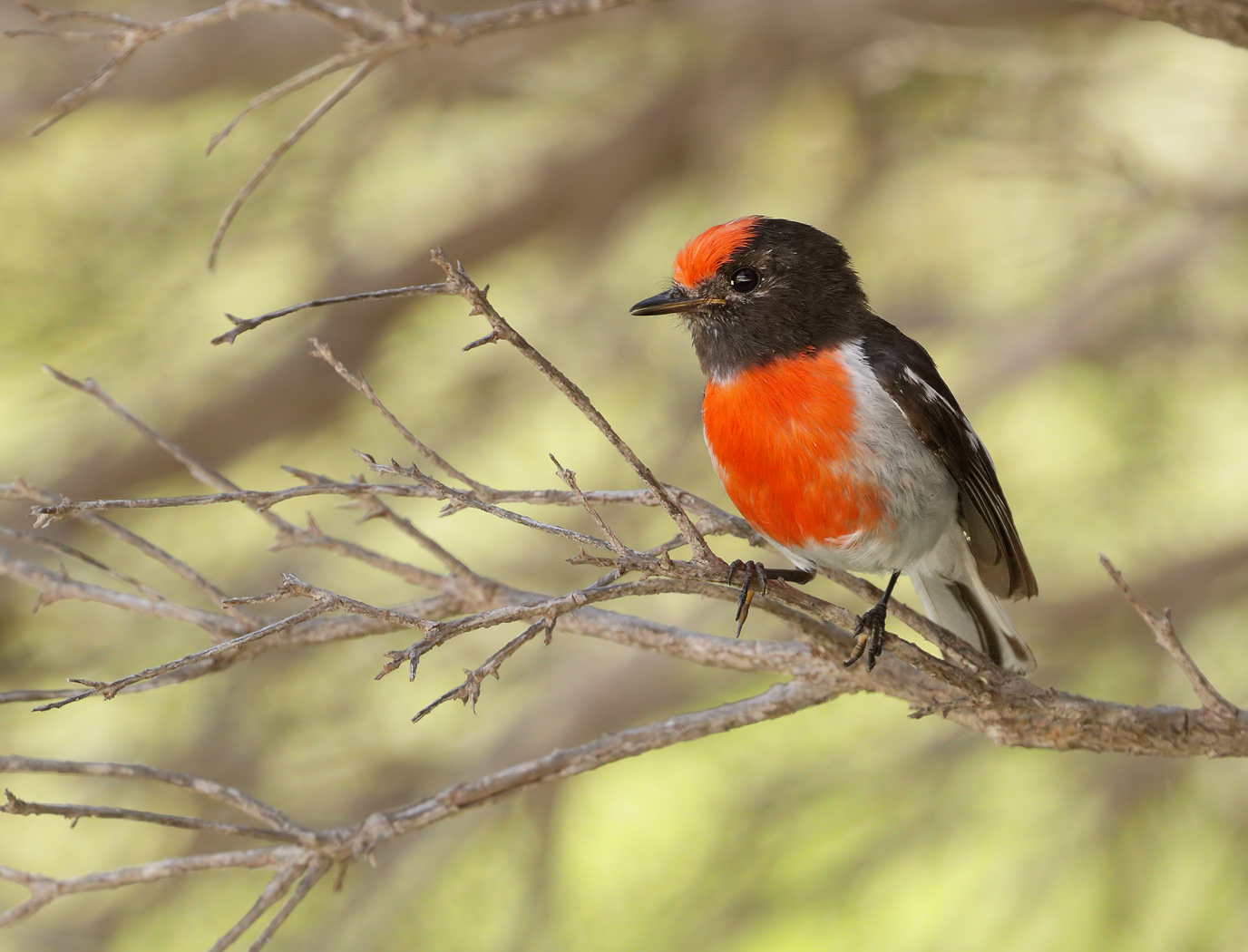Red-capped Robin (Image ID 37161)