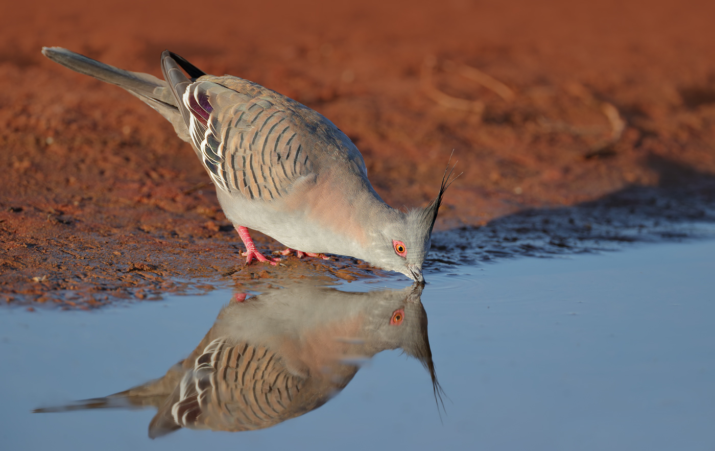 Crested Pigeon (Image ID 37330)