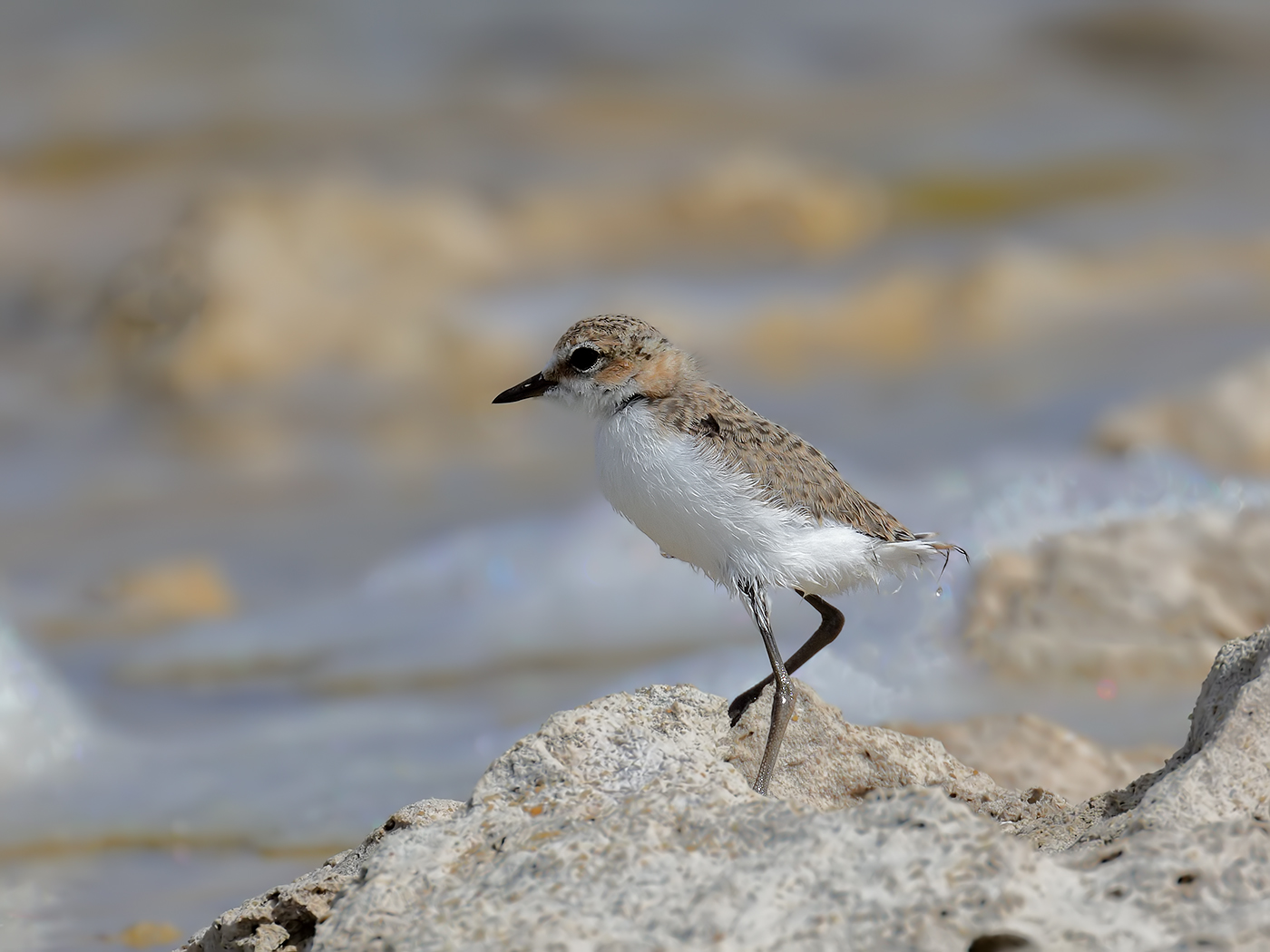 Red-capped Plover (Image ID 37174)