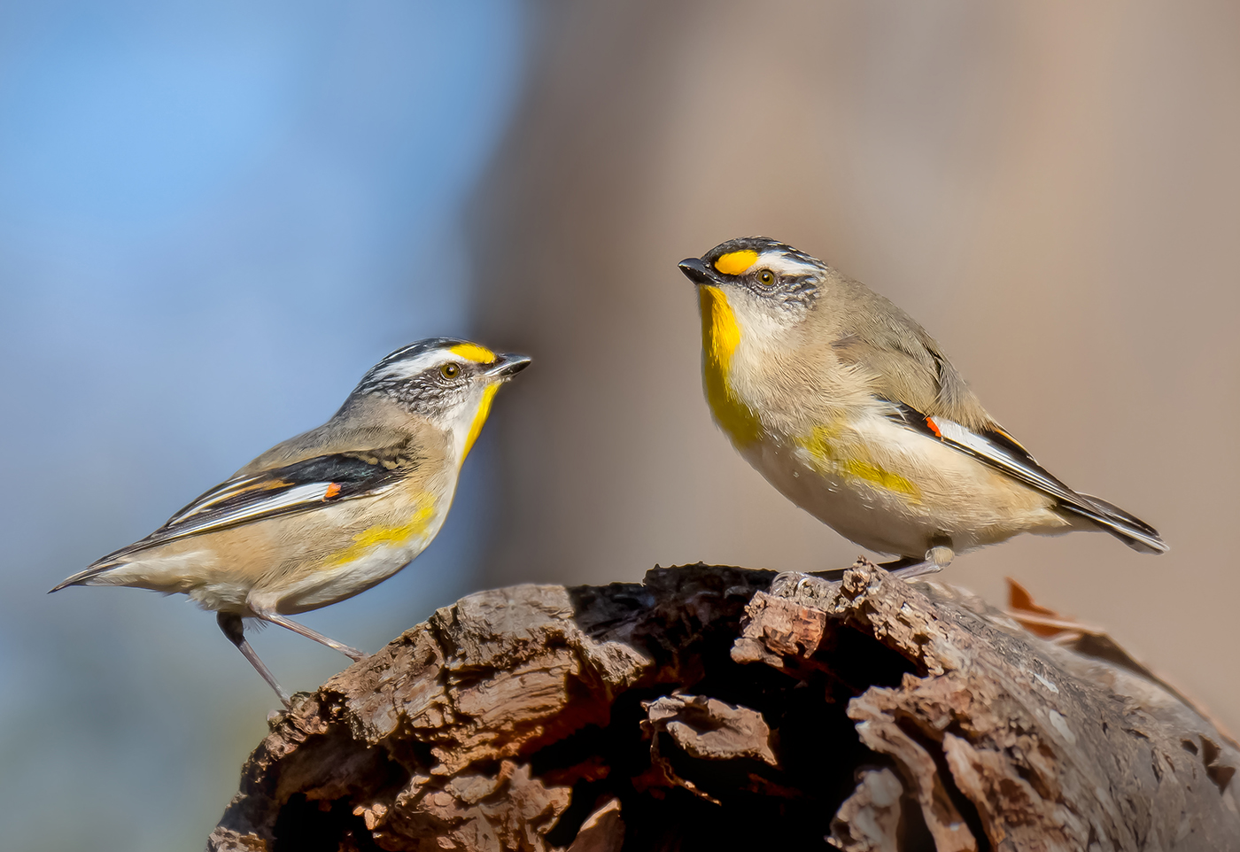 Striated Pardalote (Image ID 37100)