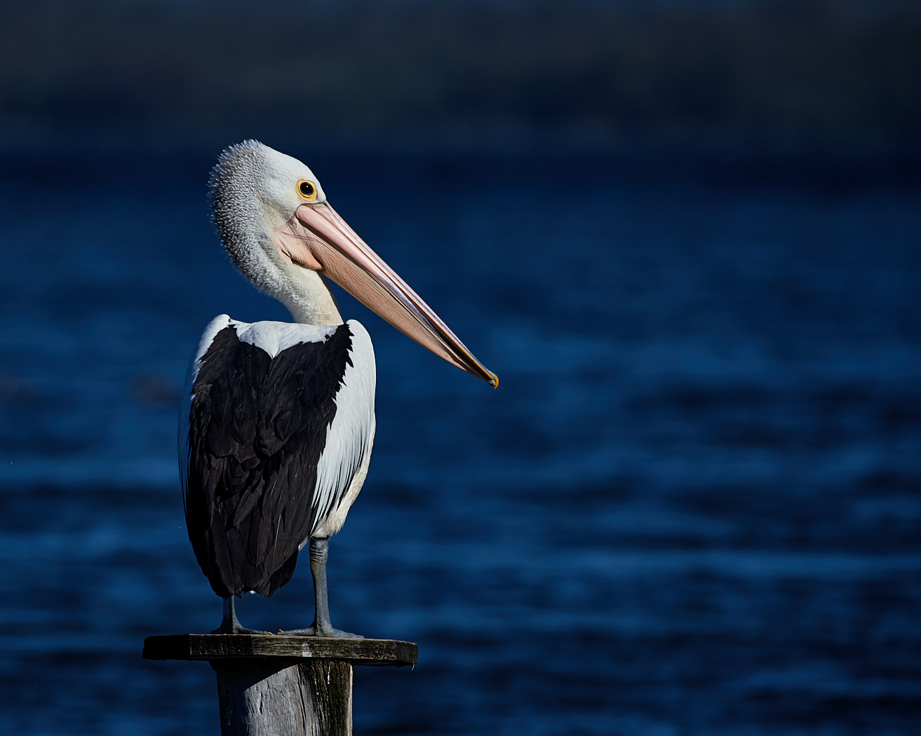 Australian Pelican (Image ID 37377)