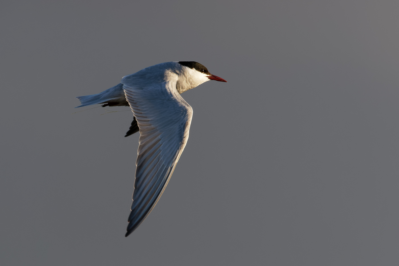 Whiskered Tern (Image ID 37243)