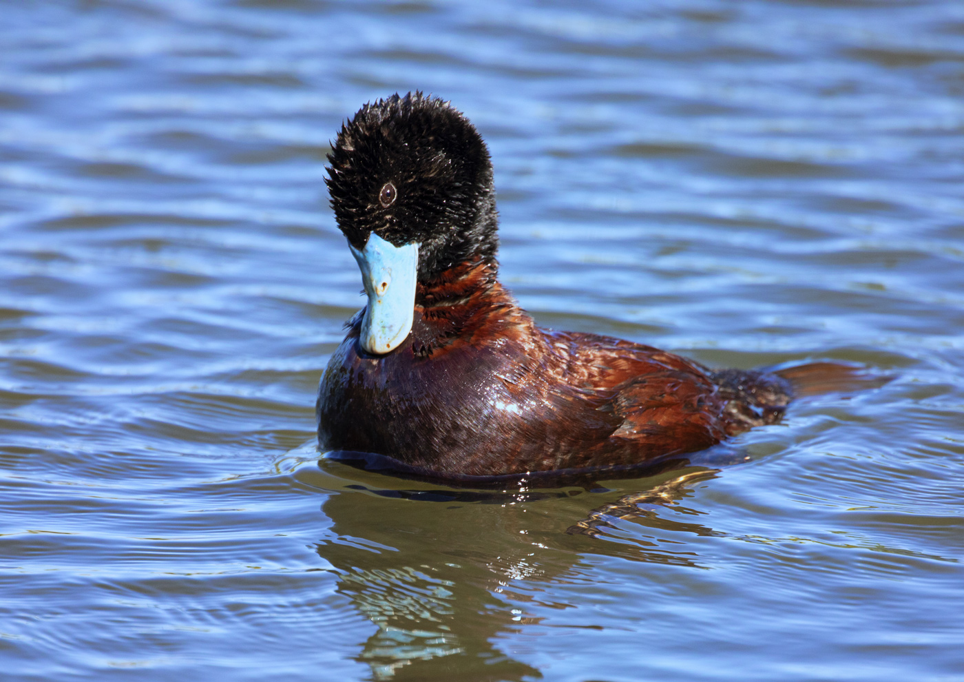 Blue-billed Duck (Image ID 37378)