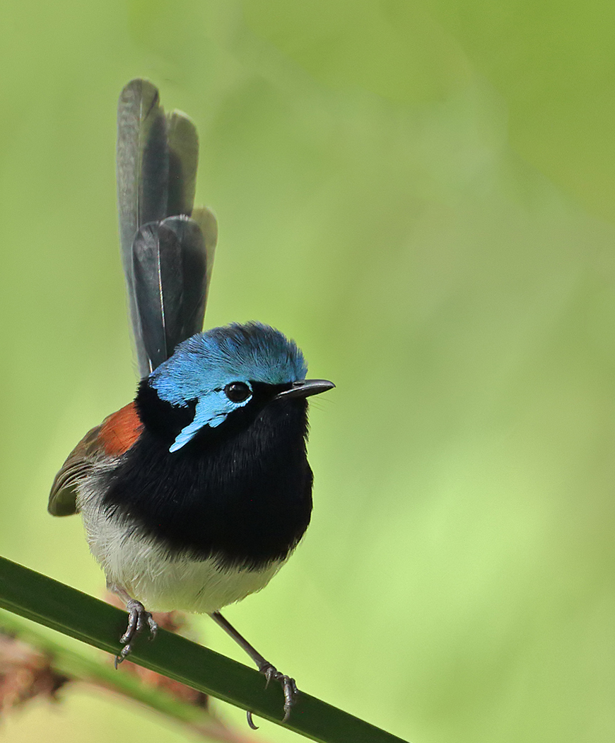 Red-winged Fairy-wren (Image ID 37201)