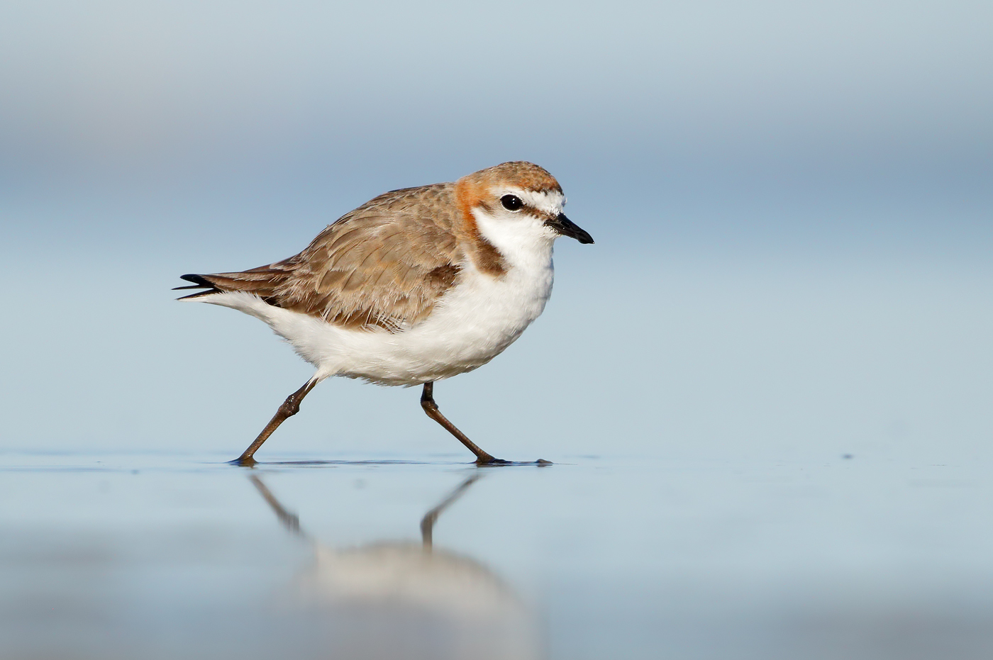 Red-capped Plover (Image ID 37301)