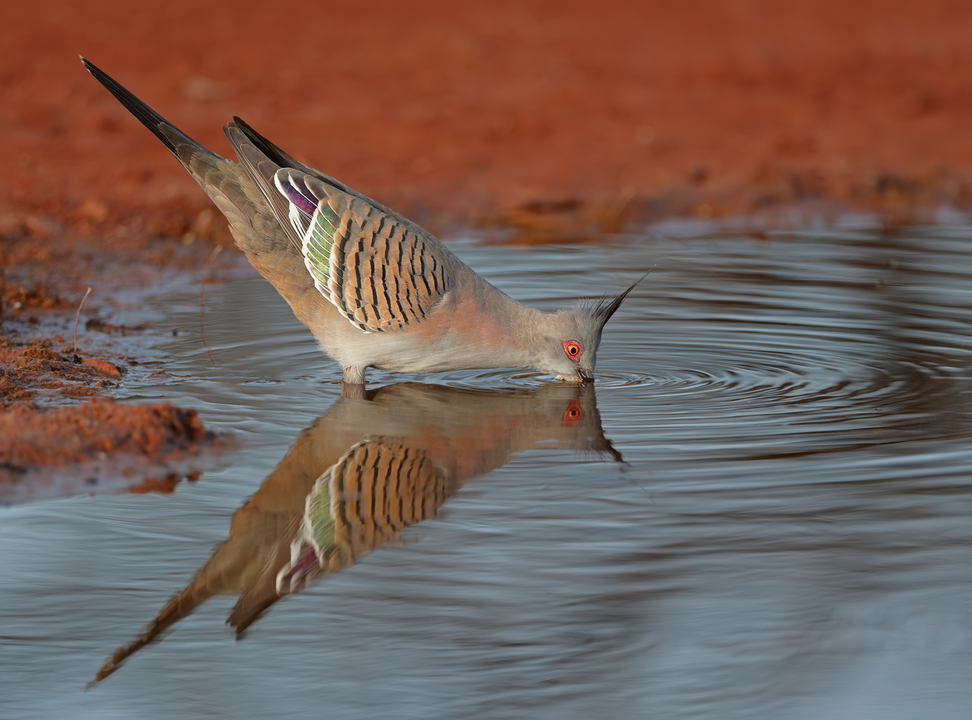 Crested Pigeon (Image ID 37418)