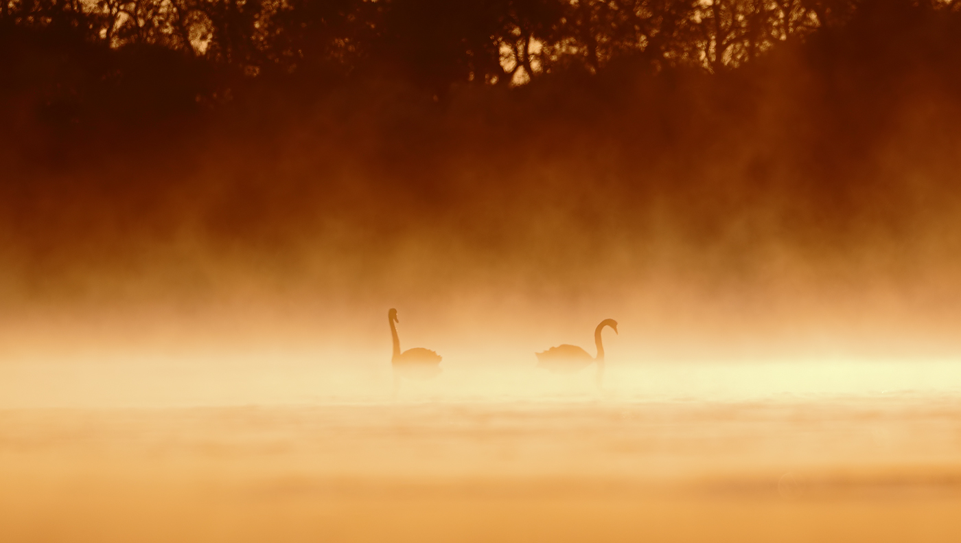 Black Swan (Image ID 37224)