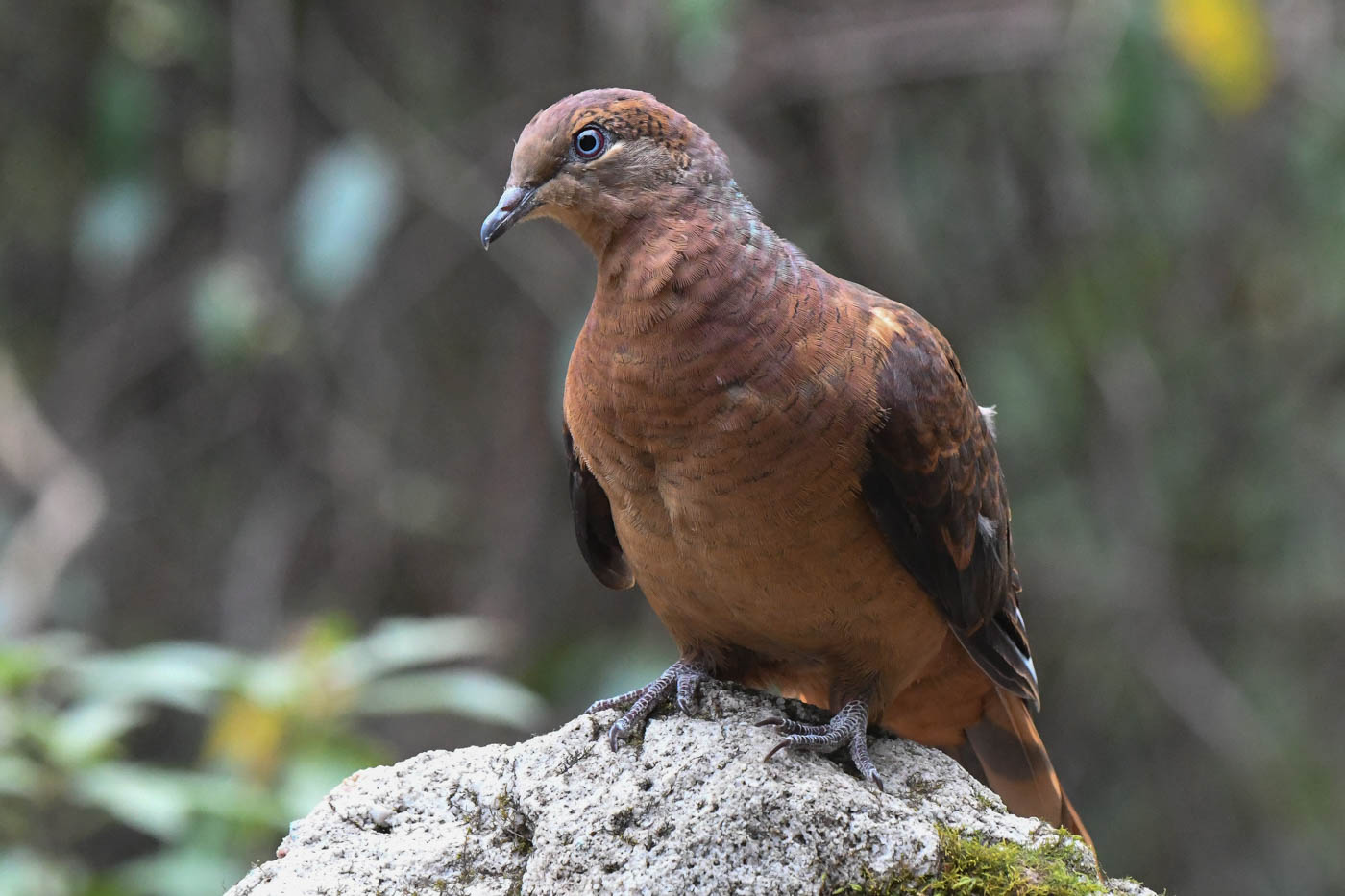 Brown Cuckoo-Dove (Image ID 37219)