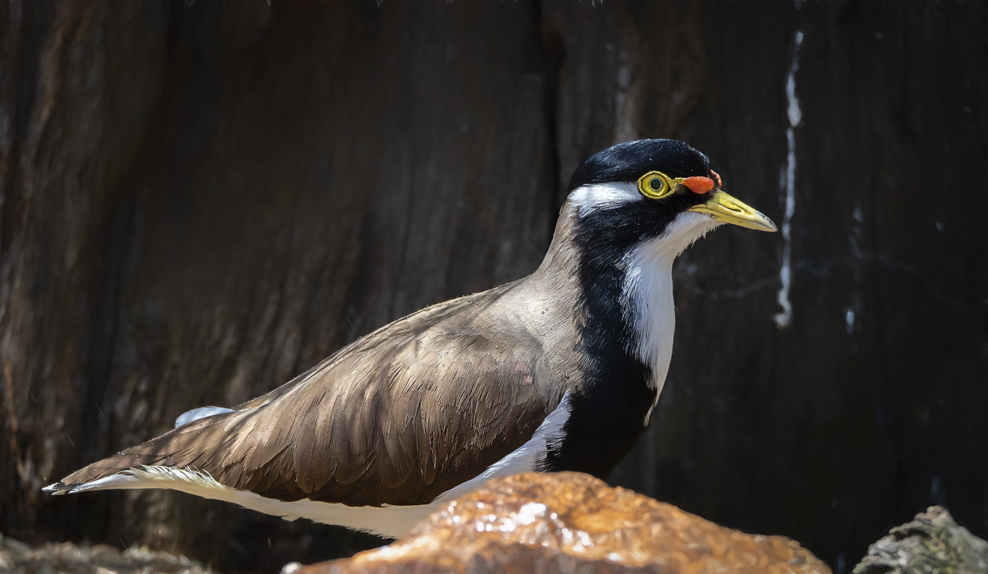 Banded Lapwing (Image ID 37153)