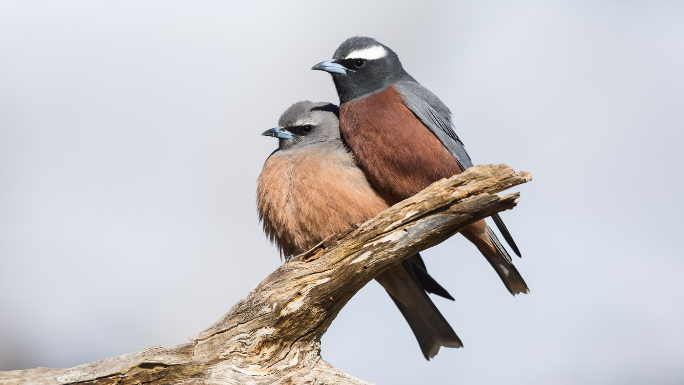 White-browed Woodswallow (Image ID 37206)