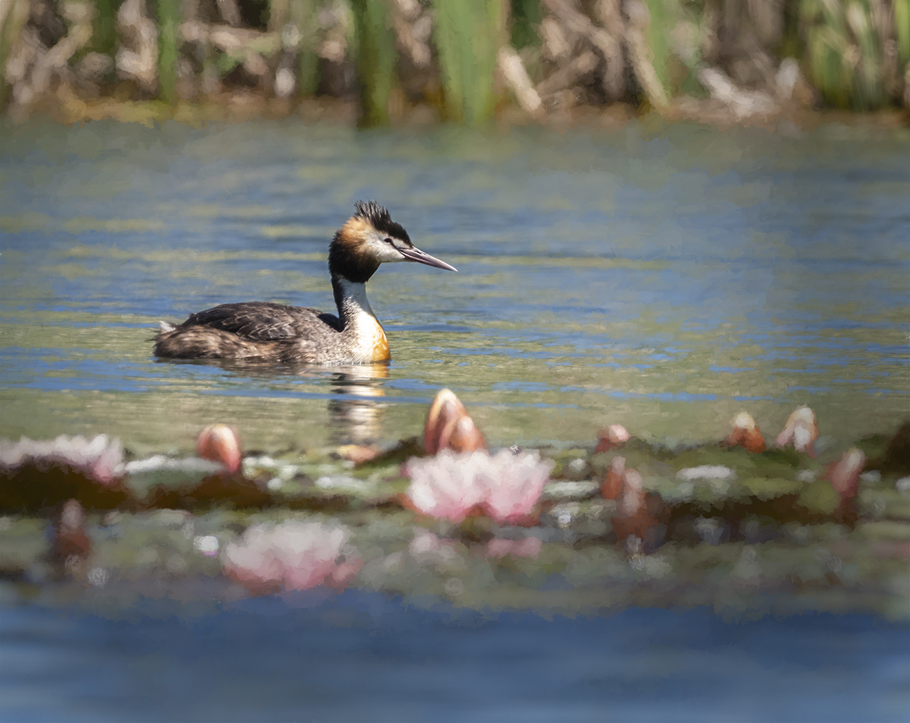 Great Crested Grebe (Image ID 37205)