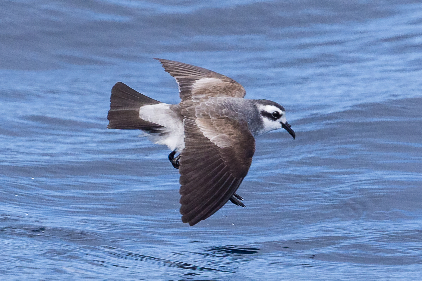 White-faced Storm-Petrel (Image ID 37181)