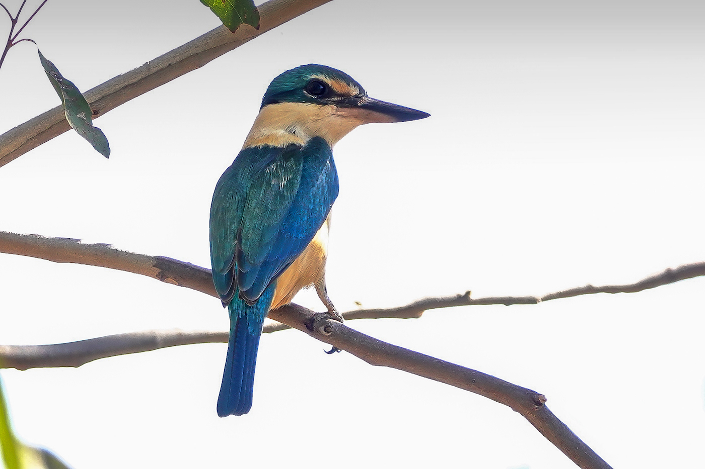 Sacred Kingfisher (Image ID 37226)