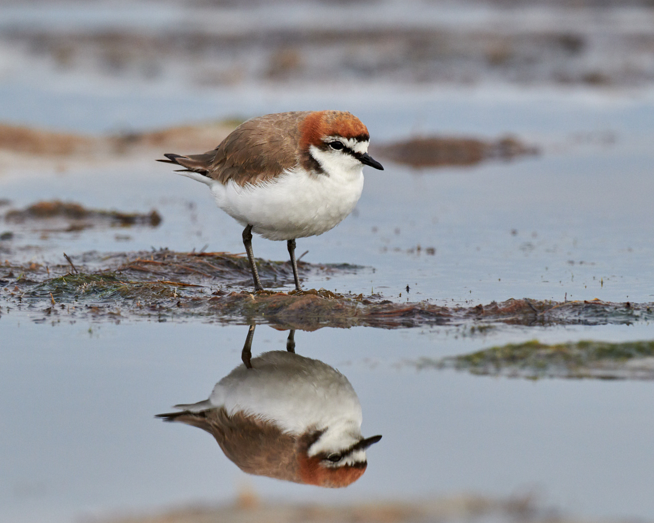 Red-capped Plover (Image ID 37183)