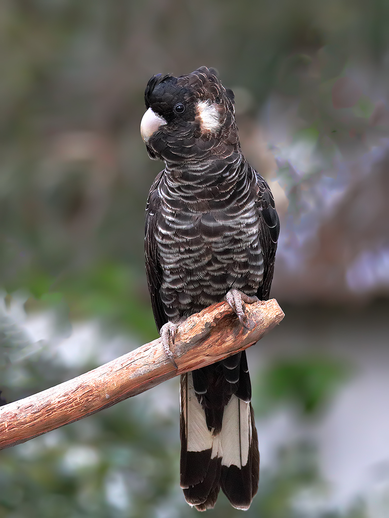 Carnaby's Black-Cockatoo (Image ID 37349)