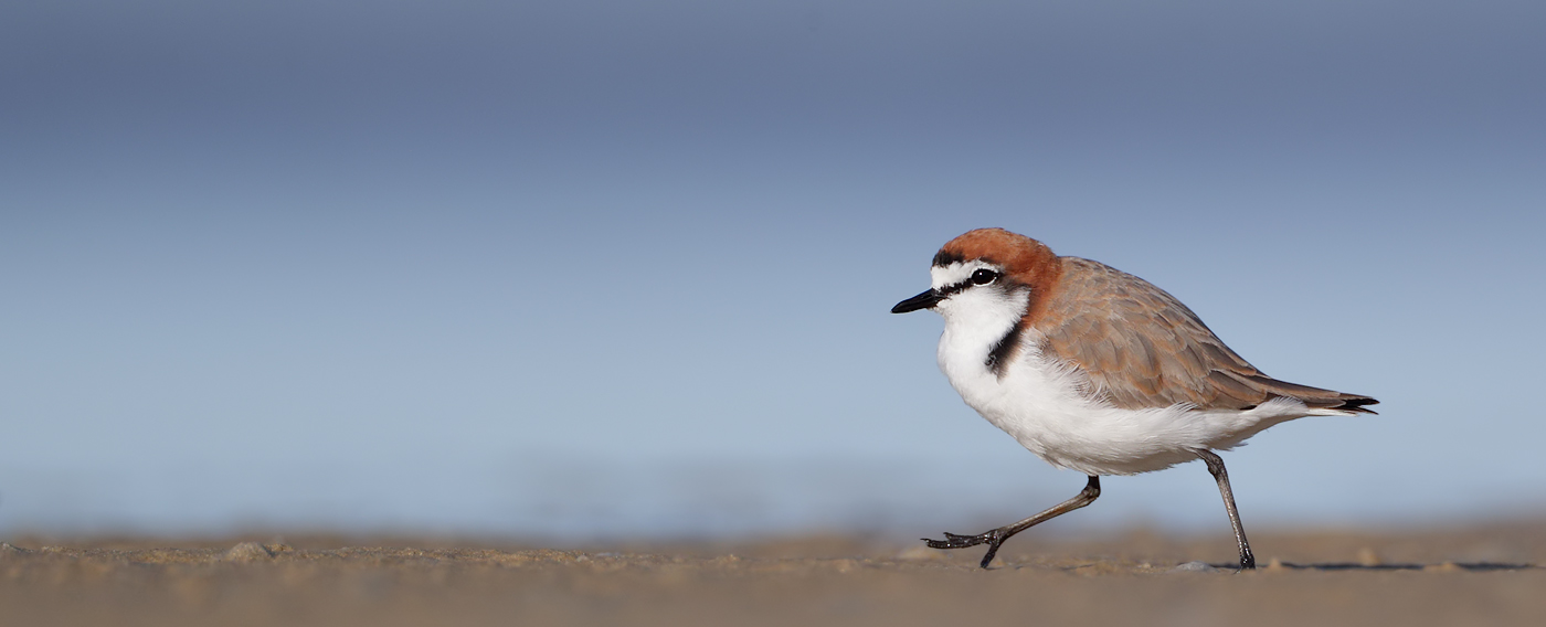 Red-capped Plover (Image ID 37131)